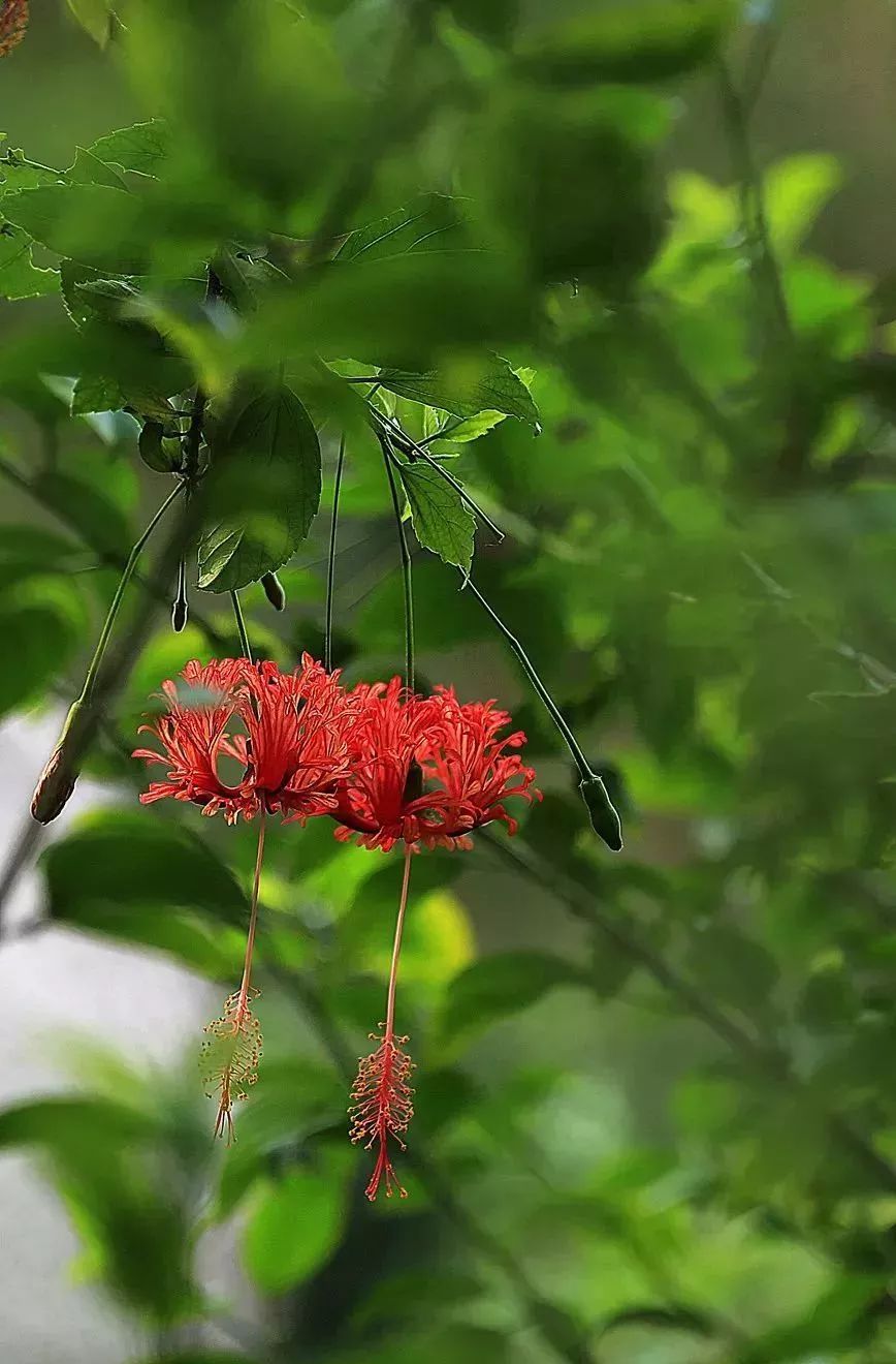 看到花的时候,不知是什么花?那就收下这份百花图谱