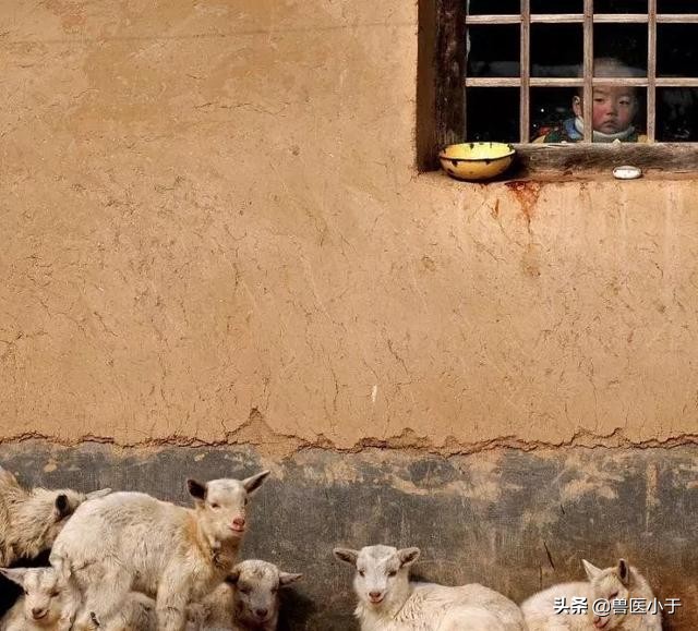 羊中暑用什么中药,羊中暑最怕什么药