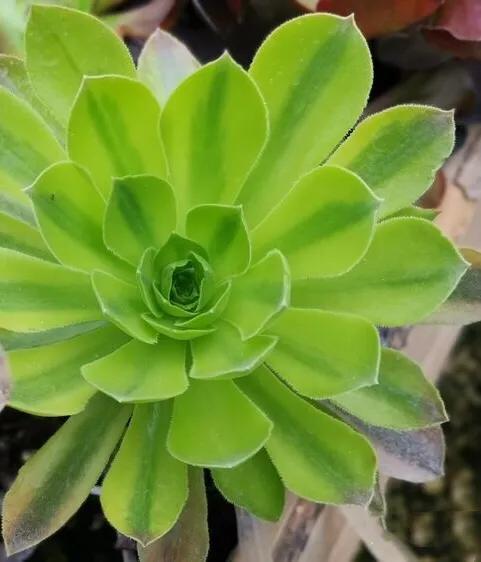 多肉法师韶羞现在能摘心吗,韶羞法师和荷兰玫瑰法师的区别