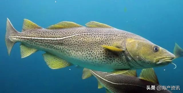 真鳕鱼科普,真鳕银鳕黑鳕鱼