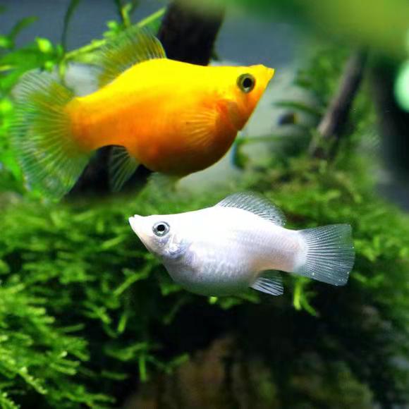 这种小型鱼也能饲养爆缸，小鱼苗生下来就可投喂鱼饲料，很省事的