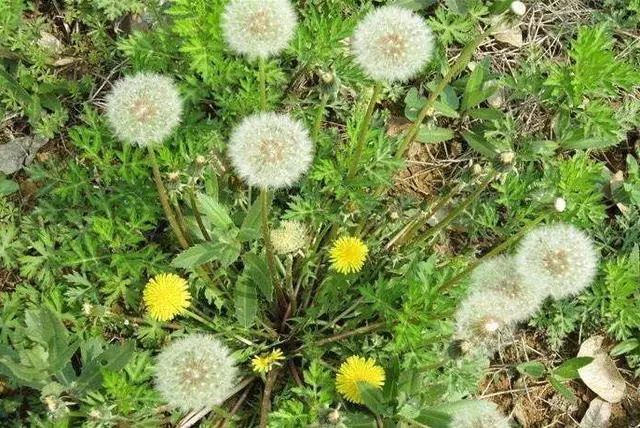 养鸡小妙招：雏鸡饲料加蒲公英，鸡群生病不用愁
