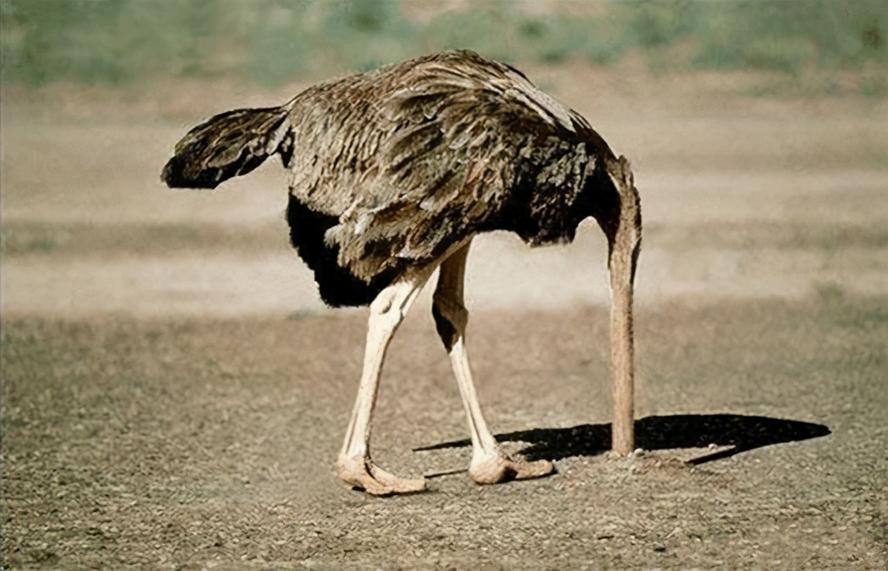 鸵鸟躲避危险的方式,鸵鸟遇到危险时会把头埋在土里吗