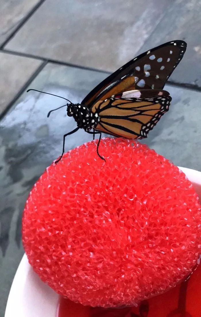 妙手回春救动物,妙手回春治疗