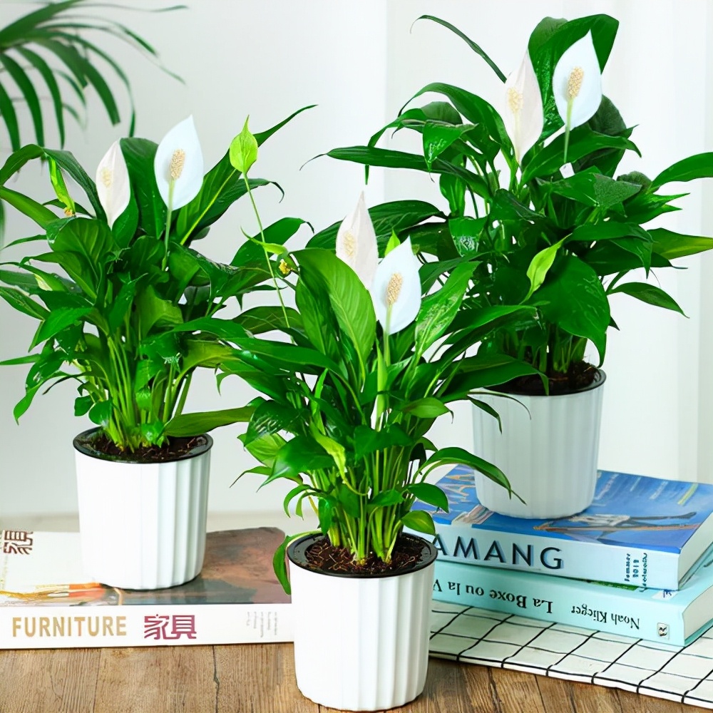 最耐阴不需要阳光的植物室外,喜阴怕阳光非常好养的盆栽大全