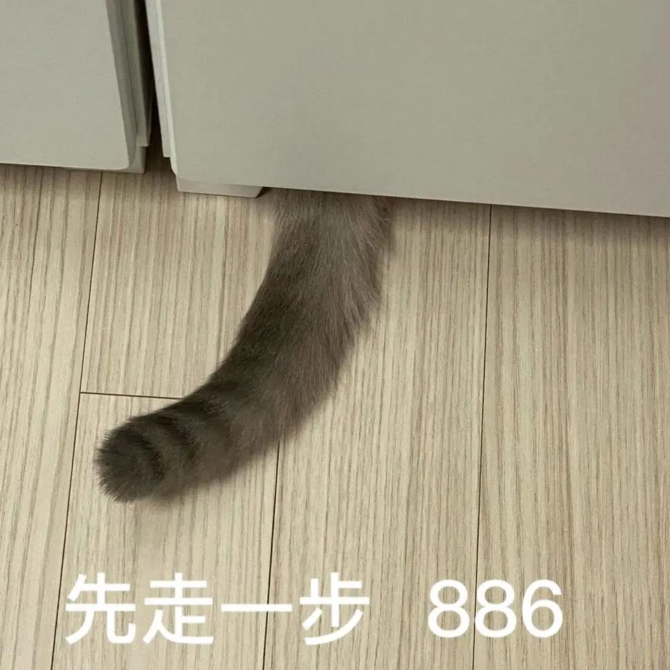 煤老板爆红完整版,煤老板ins