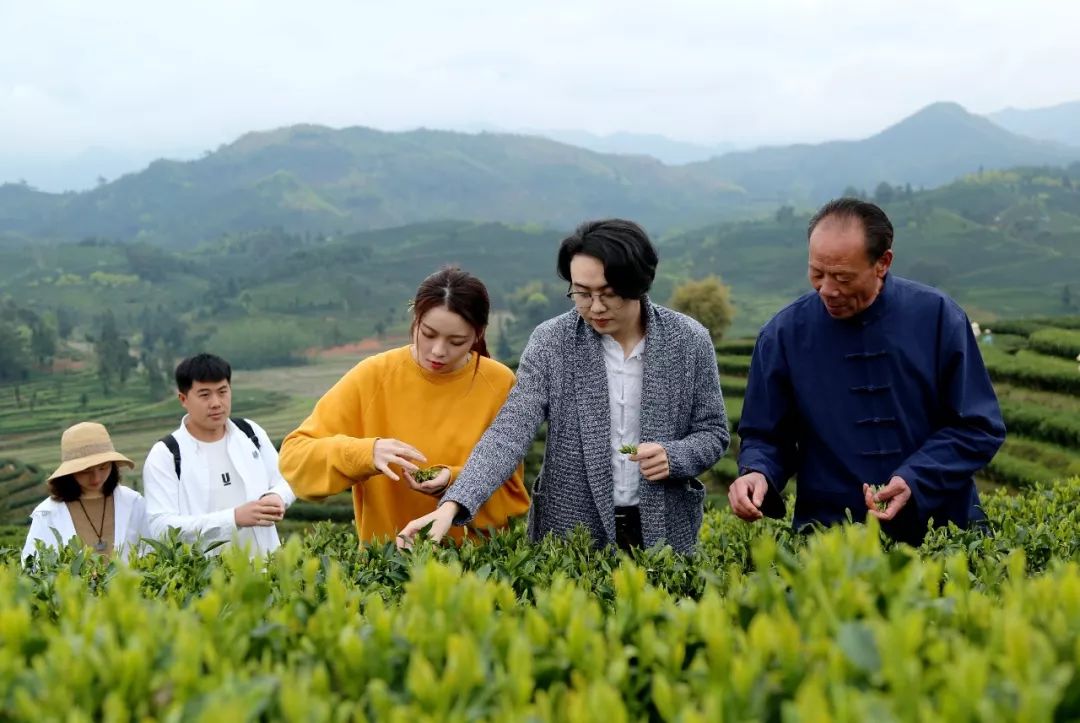 武夷山原产茶叶带您品好茶,武夷山生态好茶