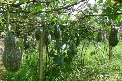南瓜种到好长都不结瓜怎么办,种南瓜只长秧不开瓜结瓜怎么办
