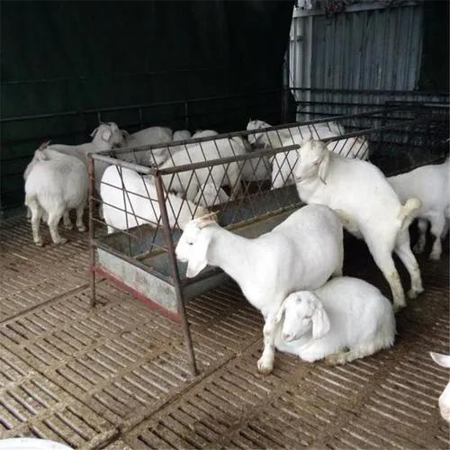 养羊养1000只羊一年能挣多少钱,养羊怎样利润最大