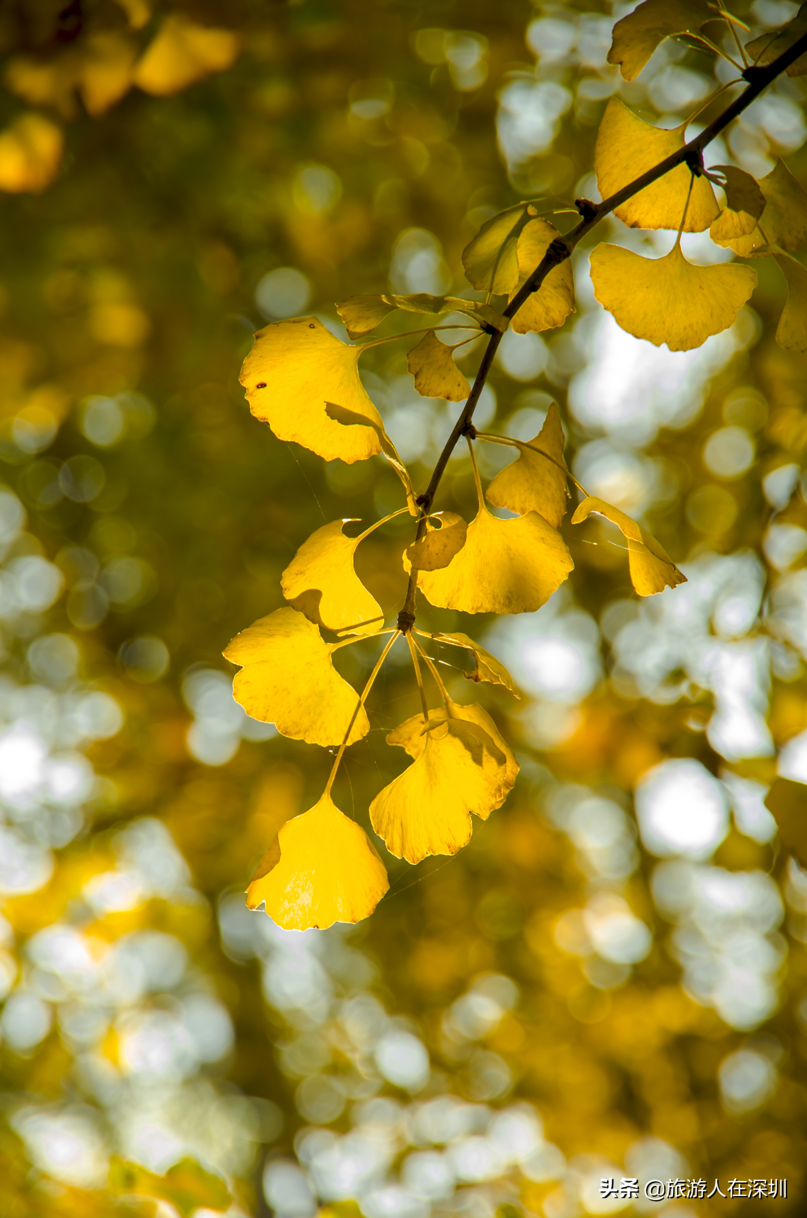 南雄看银杏一日游,去南雄看银杏叶哪里好看点