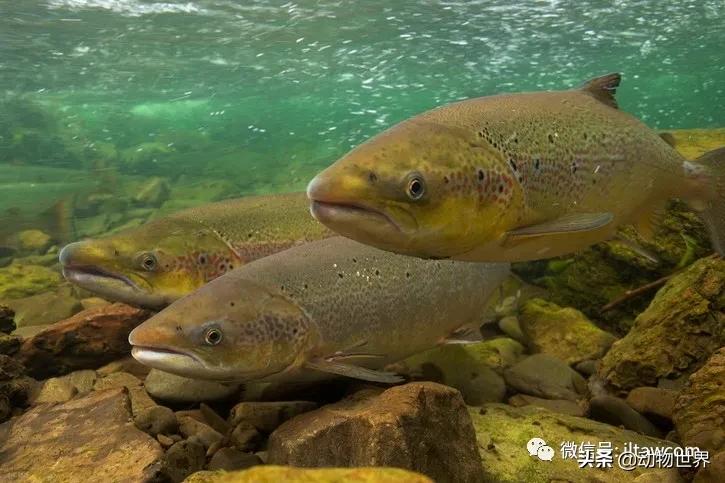 三文鱼是怎样的鱼,三文鱼冷冻后还可以生吃吗