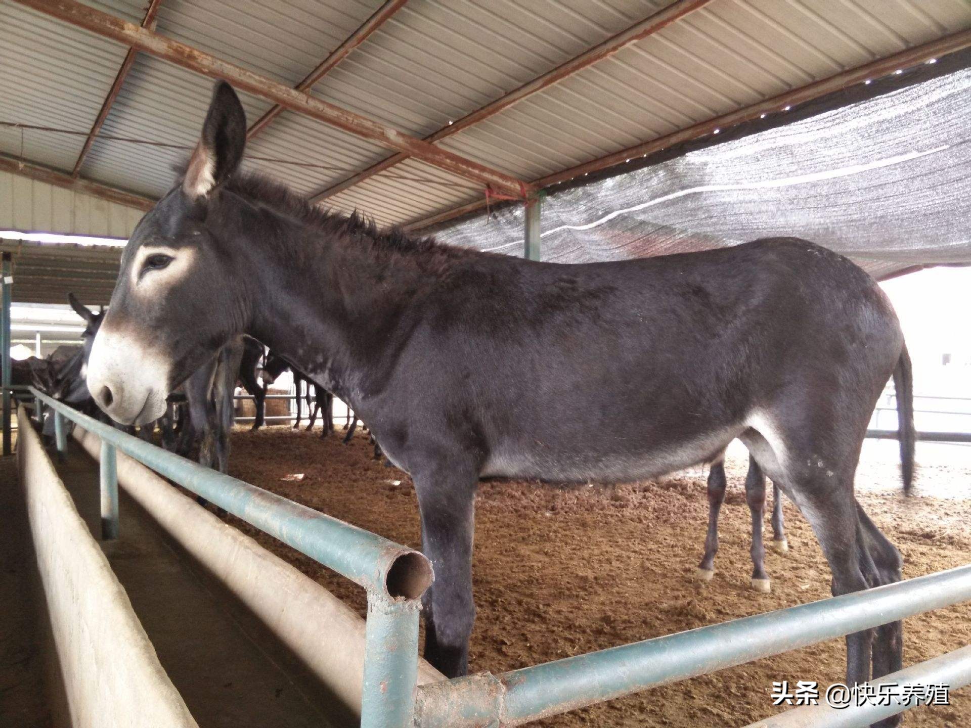 养驴知识大全视频,养驴需要注意什么