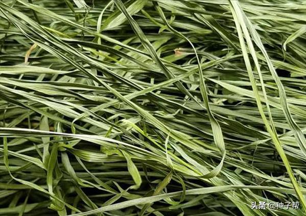 牧草鸭茅是什么,鸭茅林下种植