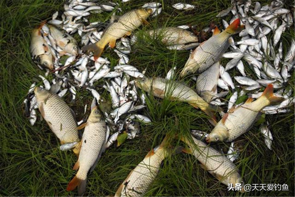 杂鱼闹窝的最佳方法,杂鱼闹窝怎么办用什么饵