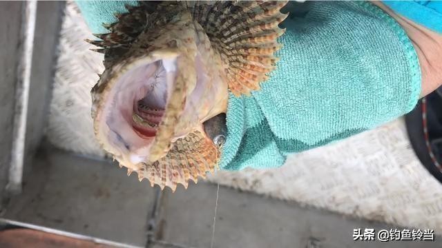 石九公鱼怎样钓最好,出海钓石九公用什么饵最好