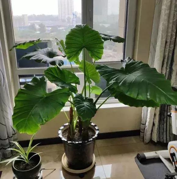 吸甲醛最好的8种花,什么花除甲醛最有效好养