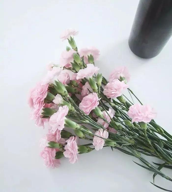 母亲节送的花怎么养得活,母亲节收到的花怎么保养