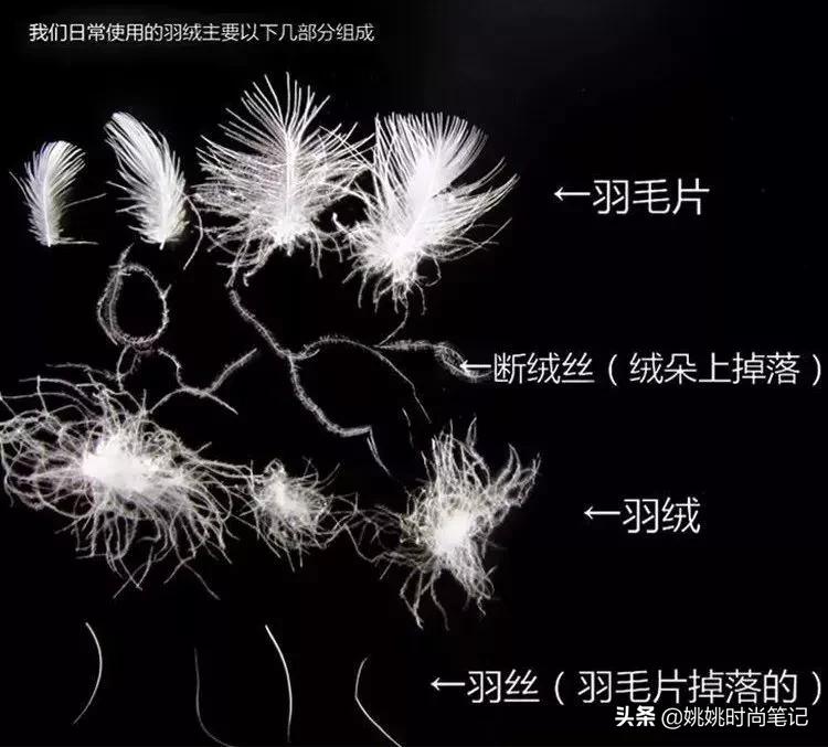 鸭绒或鹅绒充绒量多少暖和,是鸭绒服好还是鹅绒服好