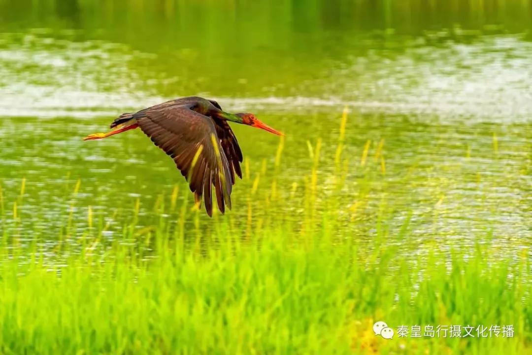 秦皇岛秋天美景,秦皇岛秋天落日和晚风