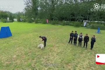 都说哈士奇不能当警犬，但有民警偏要试一试