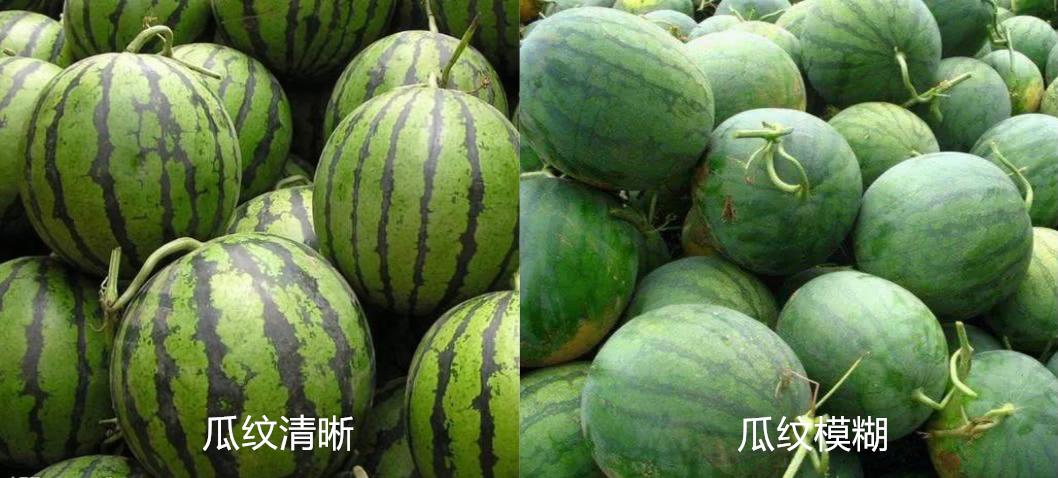 买西瓜认准这四点保证香甜多汁,买西瓜怎么挑选好瓜