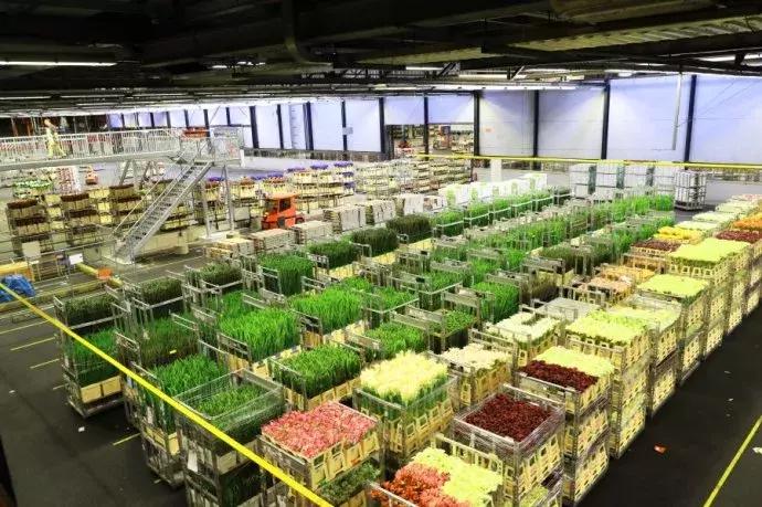 世界顶级鲜花市场,全国最大鲜花交易市场