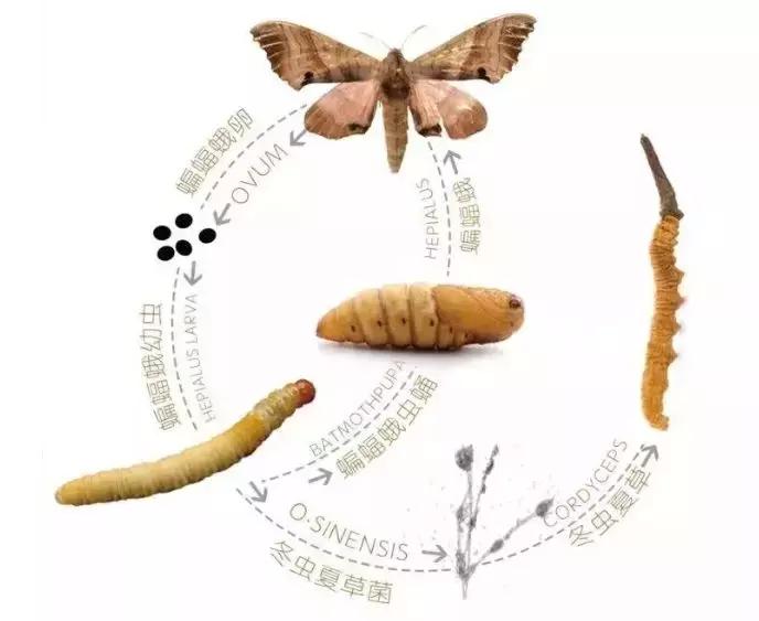 揭秘冬虫夏草一个200多年的骗局,冬虫夏草造假手段