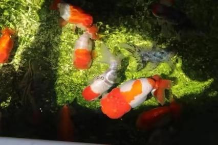 冷水鱼哪个最好养无需加热,冷水鱼夏季怎么养