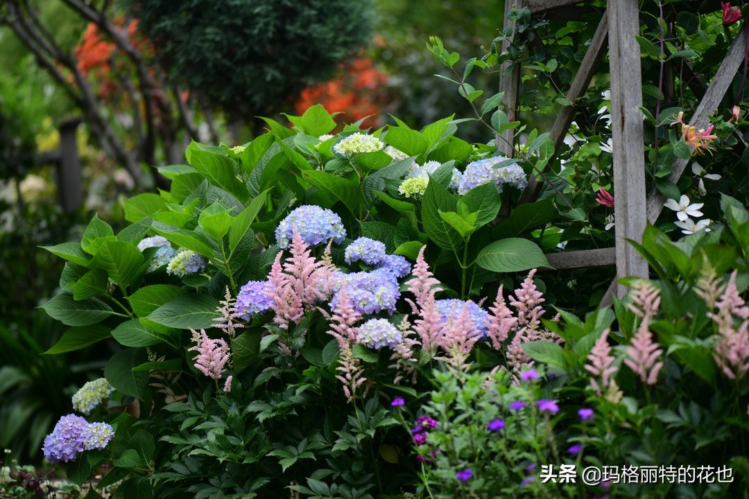 徒长花草怎样处理,徒长的树木怎么处理