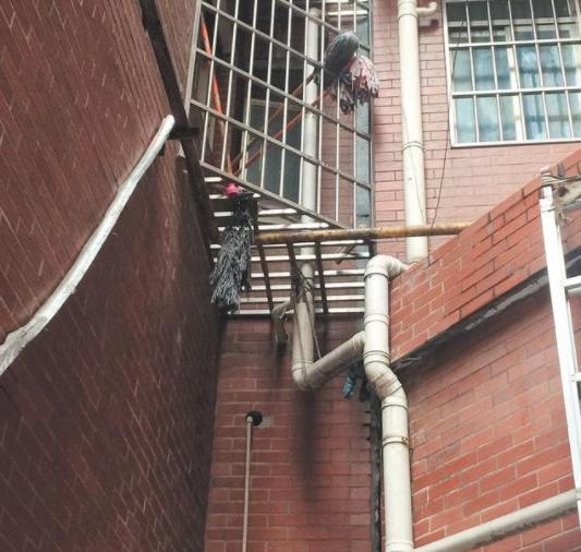 楼上私自把阳台改成卫生间怎么办,楼下把阳台存水弯改了违法吗