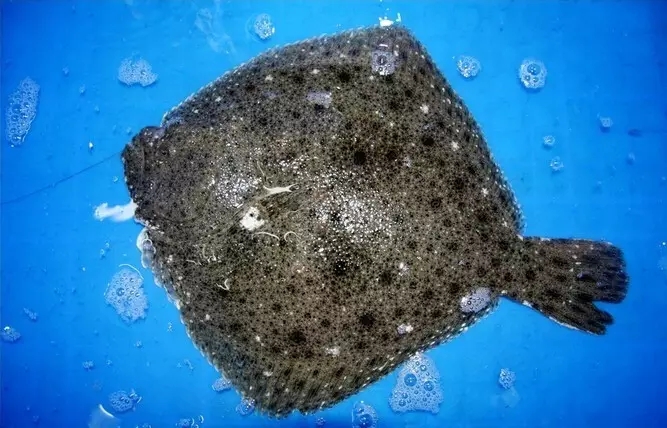 史上最全海鲜视频,史上最全海鲜贝类大全