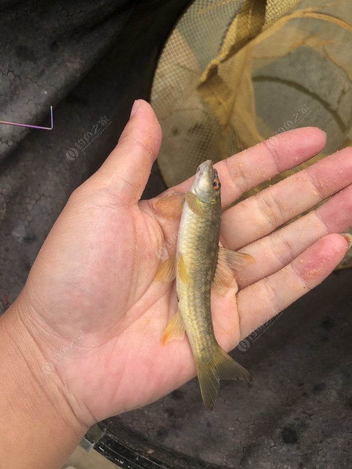 水底小鱼多就会没大鱼,自然水域没鱼情