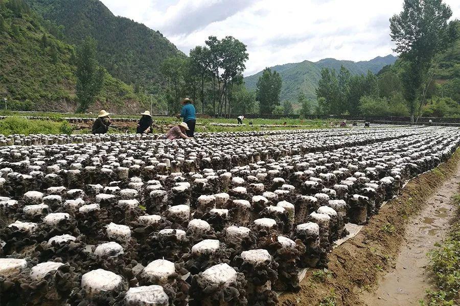 柞水黑木耳东方甄选,柞水黑木耳