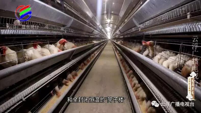 家在罗定丨勇于开拓、敢于奋斗的罗定人！