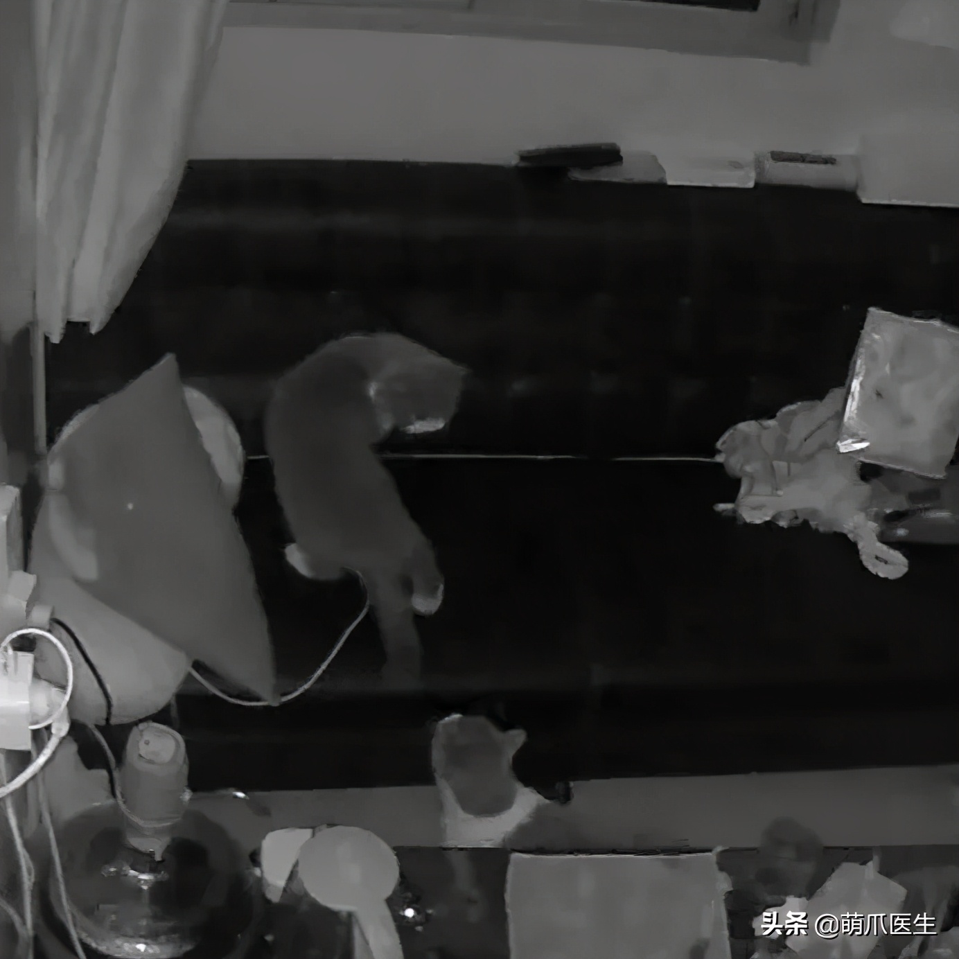 猫咪长大后还认得出兄弟姐妹吗,猫咪长大还记得自己的同胞兄弟吗