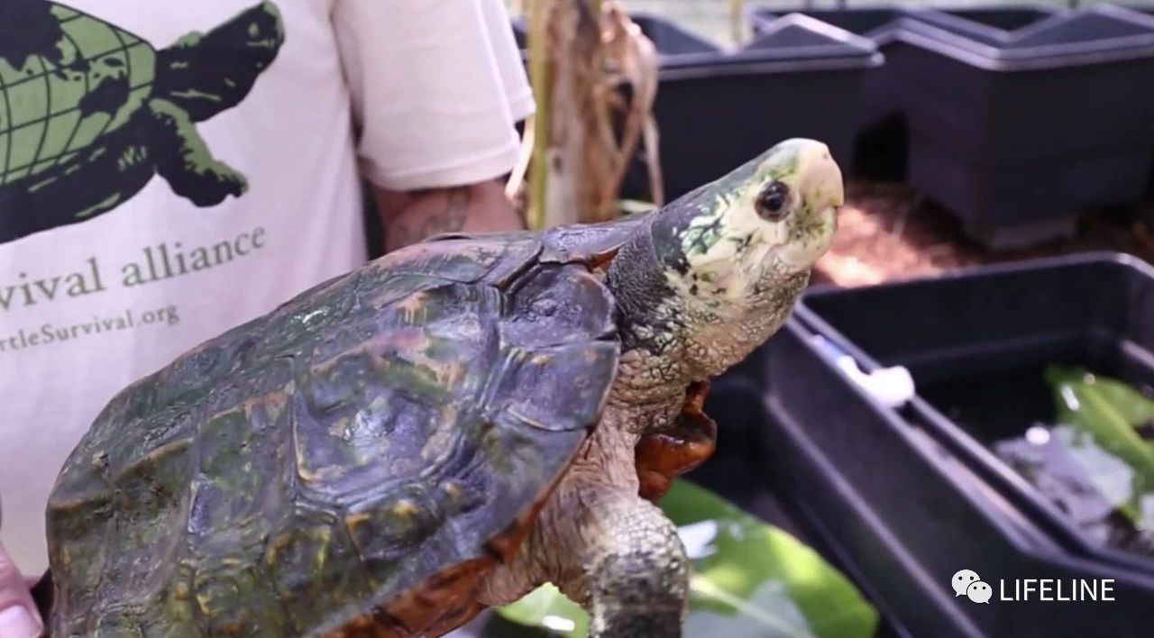 TSA这次聊的龟，连维基百科都没有完整介绍——苏拉威西白头龟