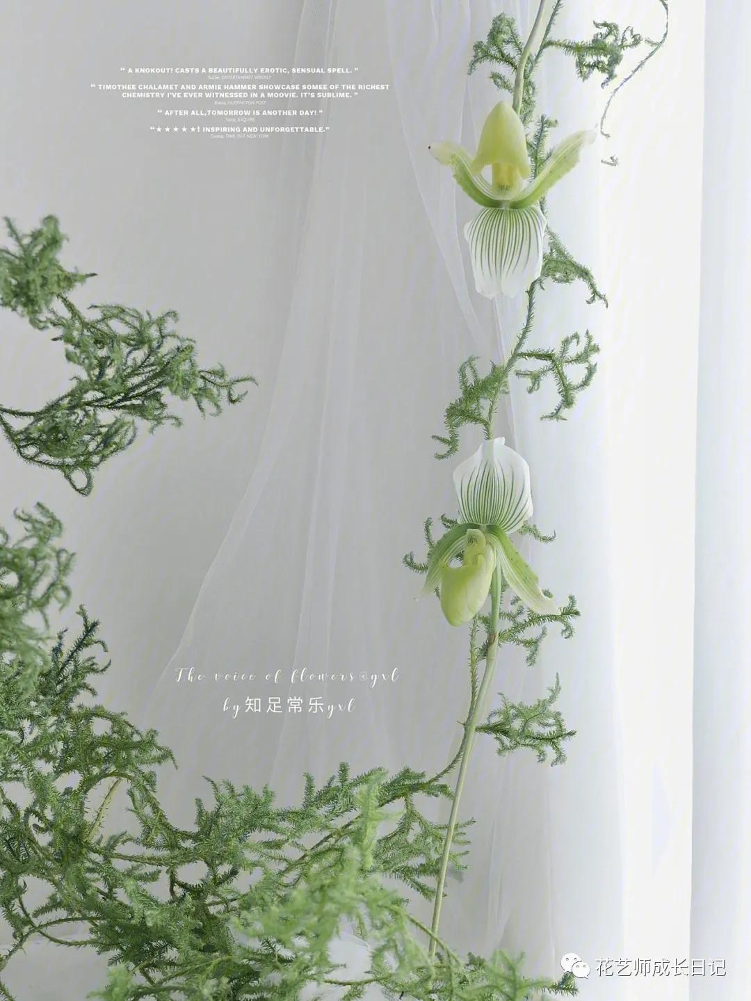 最名贵十种兰花兜兰,每日一花石竹花