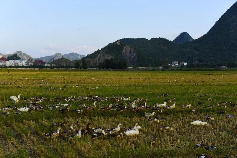 夜读|放鸭田野上,志在云天外
