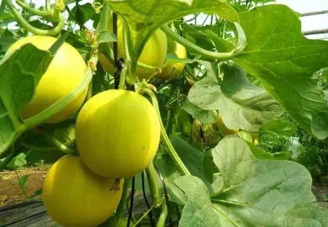 又到了吃瓜的季节说说,现采摘应季香瓜营养价值和功效