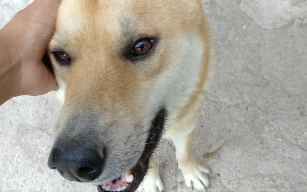 推荐6种狗狗,六种最常见的狗狗图片