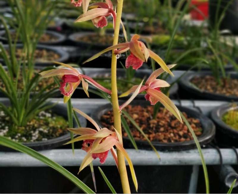 兰花长苞没等开花就花苞枯萎了,网购的兰花花苞枯萎怎么回事