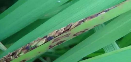 水稻苗褐斑病怎么治,水稻穗黑霉病