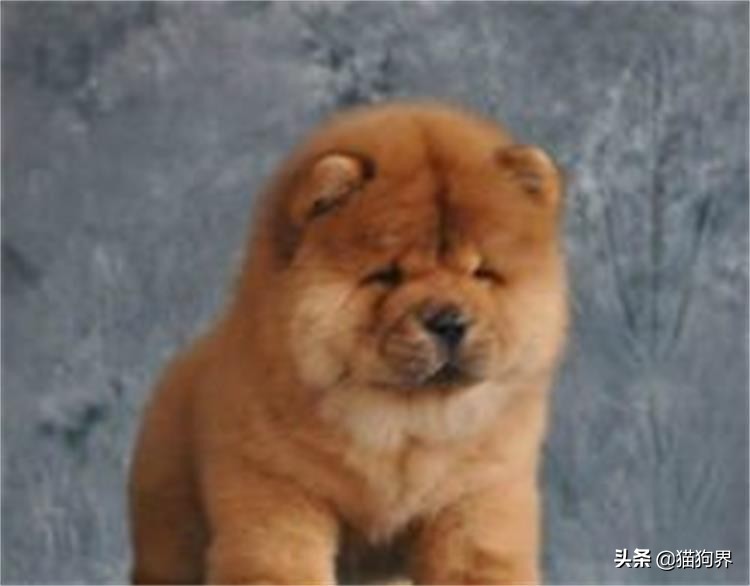 松狮犬如何饲养,三个月的松狮犬饲养方法