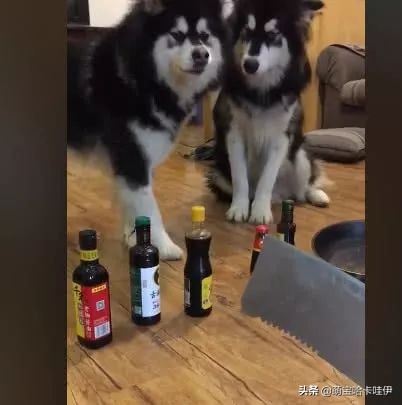 阿拉斯加喂狗饭,阿拉斯加狗吃饭配餐日常