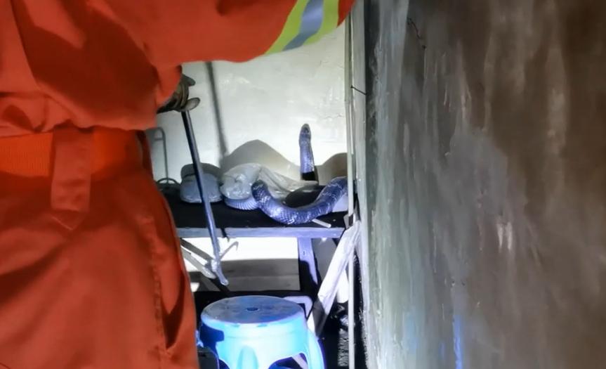 野外遇见巨型眼镜王蛇,近两米长眼镜王蛇