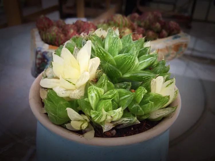 冬去春来,愿你无恙,疫情退去,养肉依旧!