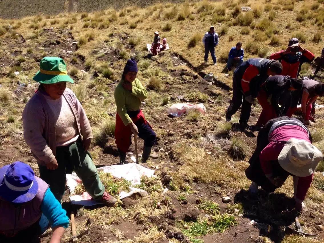 玛咖，忽悠还是神奇？顶高反，亲历安第斯高寒区，还原真实的玛咖