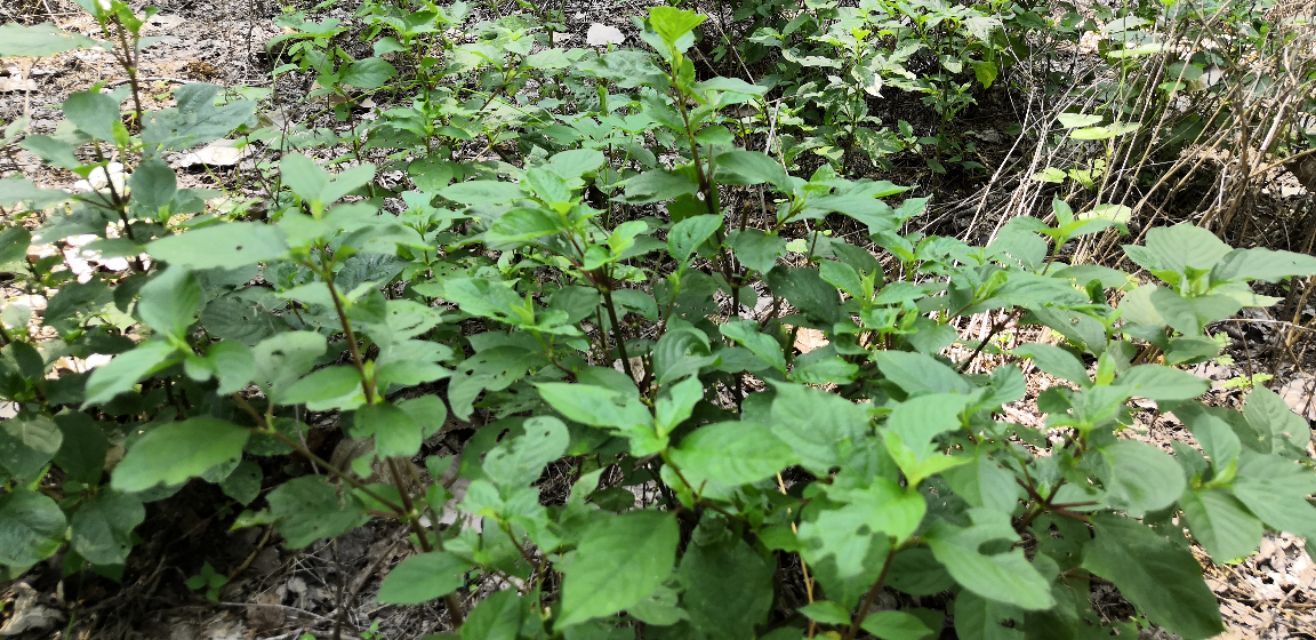 牛膝的图片,为啥叫牛膝