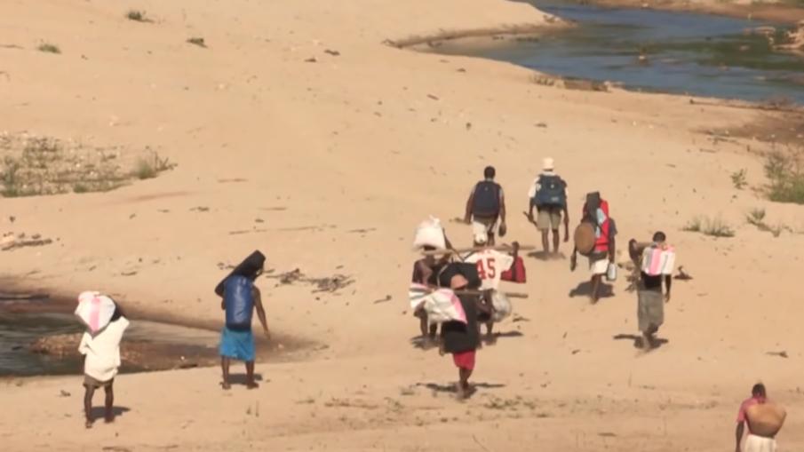 实拍非洲紫檀木*私走**全过程：护林员做*私走**，一根紫檀木赚三万