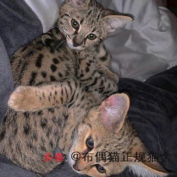 大型猫都有哪些品种？大型宠物猫的介绍和图片